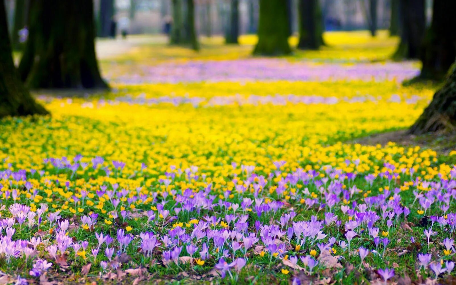 Flower nature. Парк Галицкого крокусы. Поляна цветов. Весенние цветы.