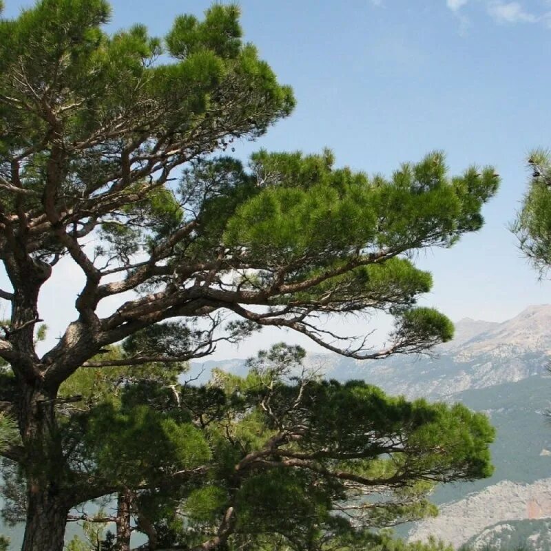 Хвойные турции. Пинус Нигра дерево. Сосна черная (Pinus nigra). Троодос чёрная сосна. Пиния турецкая.