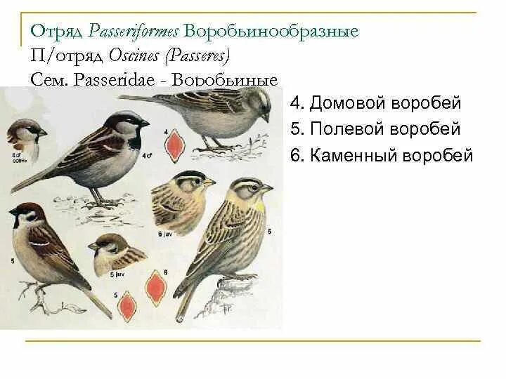 Установите последовательность отряд воробьинообразные. Размножение воробьинообразных. воробей домовой отряд. классификация воробья. отряд воробьинообразные классификация.