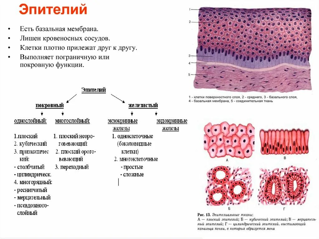 Плотный наблюдаться. Строение эпителиальной ткани. Схема строения эпителиальной ткани. Многослойный эпителий строение. Многослойный плоский эпителий строение ткани.