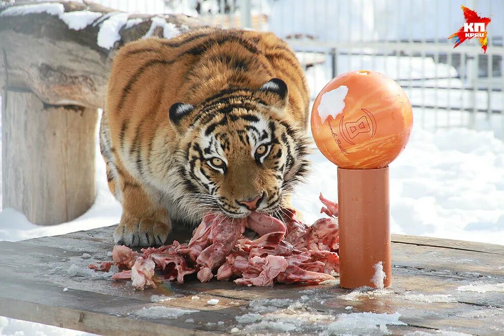 Тигр что едят. Амурский тигр питание. Тигр что едят. Тигр что едят. Тигр что едят.