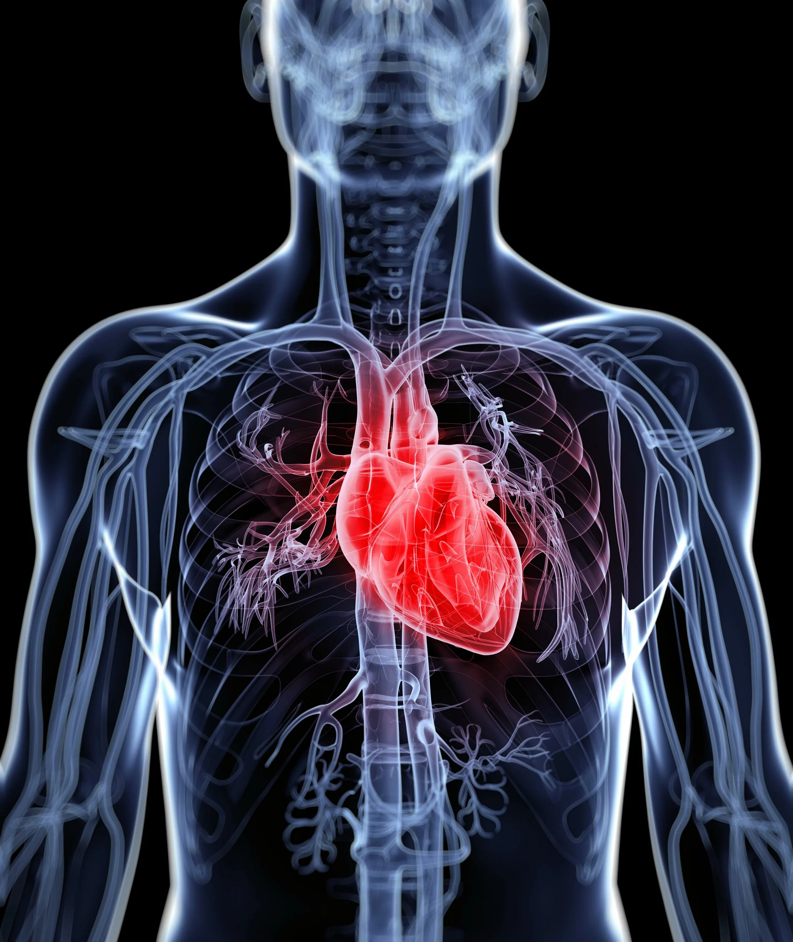 Кардиология инфаркт миокарда. Сердечно сосудистая ткань. Сердечная система. Сердечный приступ сосуды. Сердечный ковид