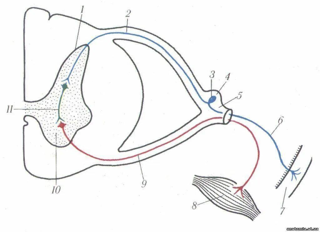 Соматическая рефлекторная дуга схема. Соматическая рефлекторная дуга анатомия. Дуга рефлекса двухнейронная. Трехнейронная рефлекторная дуга анатомия.