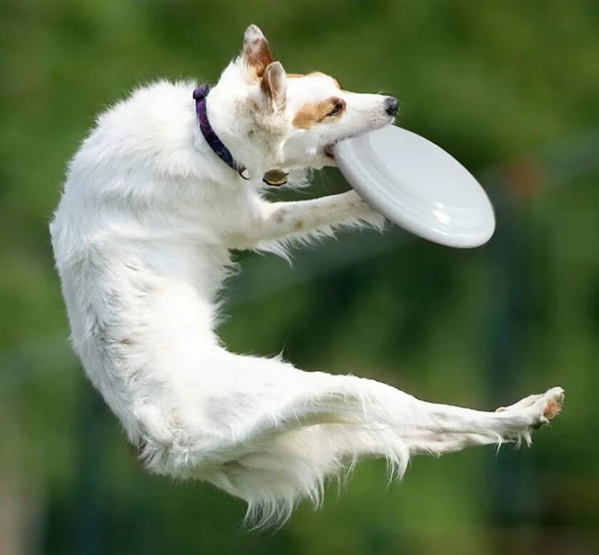 Австралийская овчарка фризби. Играть с собакой в фрисби. Бордер колли спорт. Бордер колли фрисби. Дог фризби.