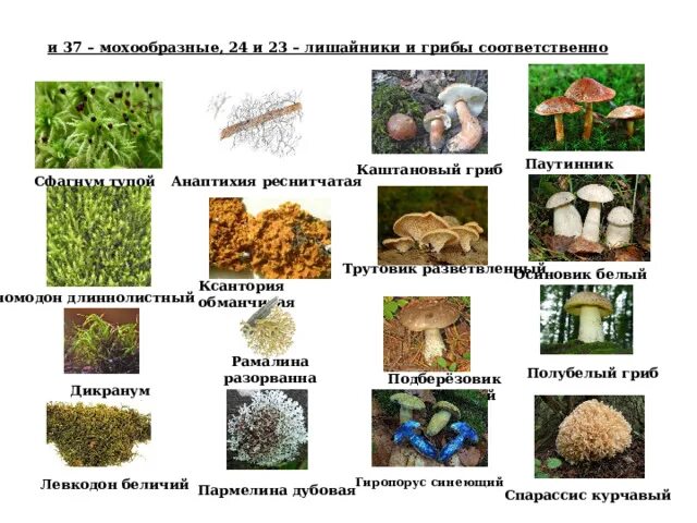 Красная книга России