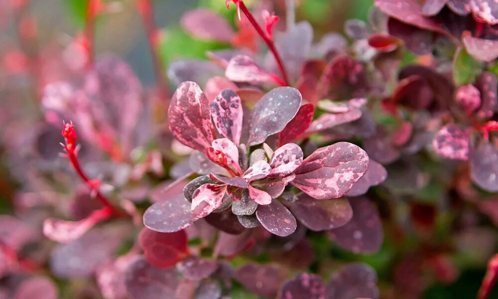 Барбарис тунберга "Rose Glow" (Роуз Глоу): купить саженцы в Москве - Ромашкино П
