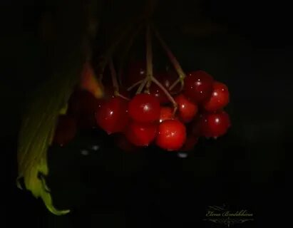 Черным калина красная