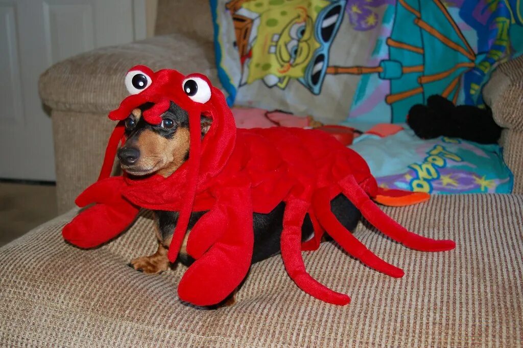 Такса смешная на море. Крабовые собаки. Необычные костюмы для собак. Собак крабы. Собака с крабиком.