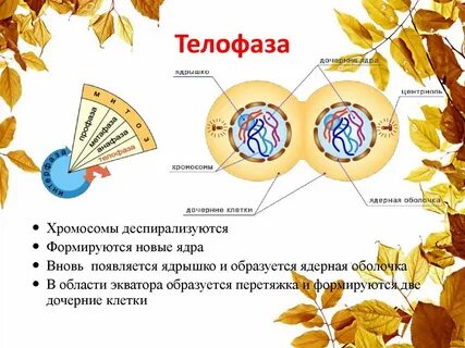 Размножение клетки ее жизненный цикл 9 класс