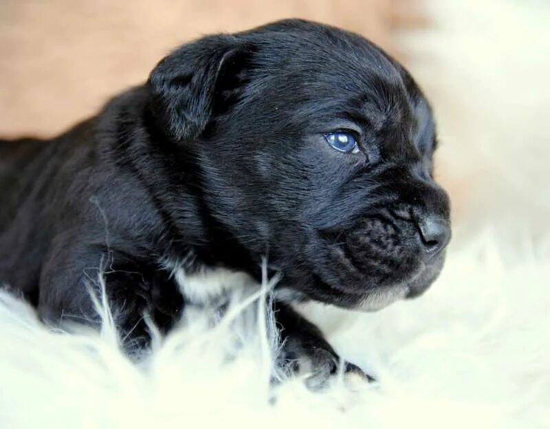 Щенки Cane-Corso . 2 мес. Доска бесплатных объявлений