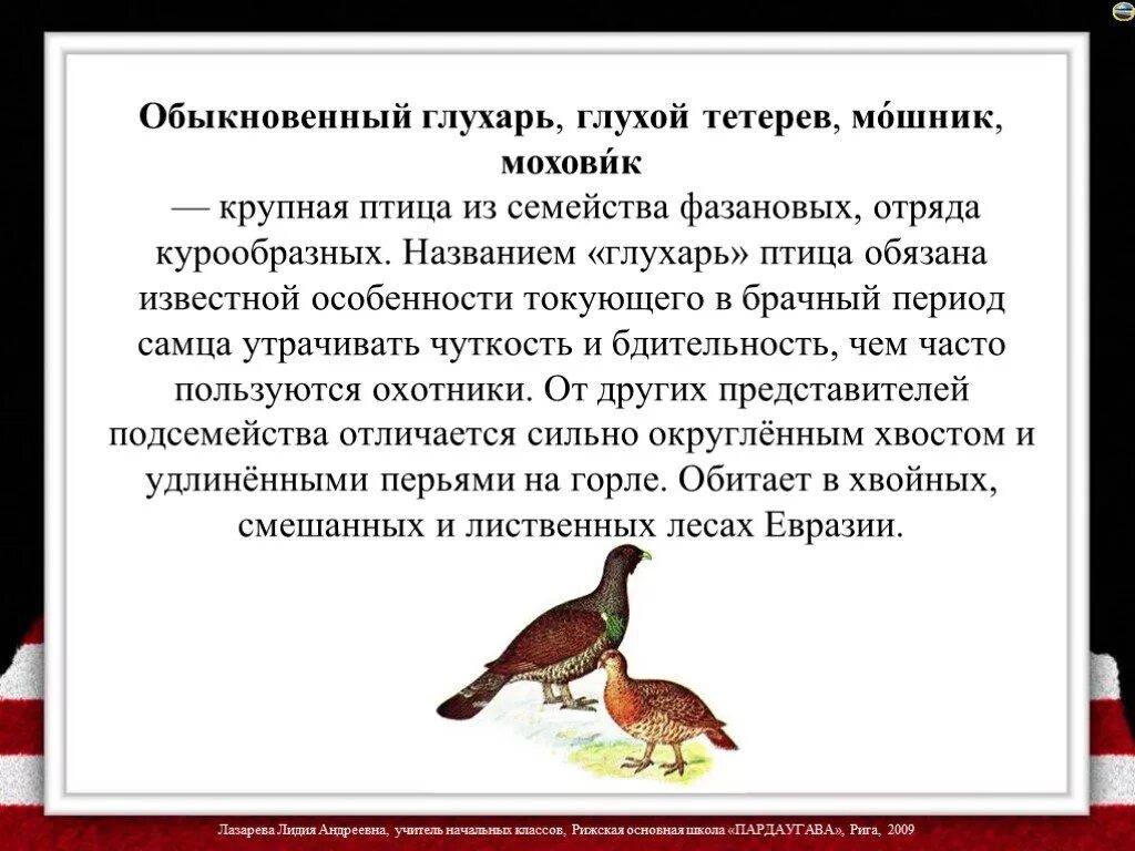 Капалуха откуда появилось такое название. Рассказ о птице Глухарь. Интересные факты о Глухаре. Глухарка птица описание. Глухарь интересные факты для детей.