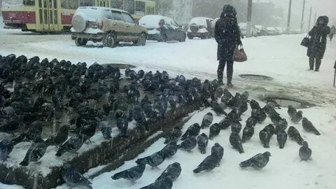 Замерзший голубь