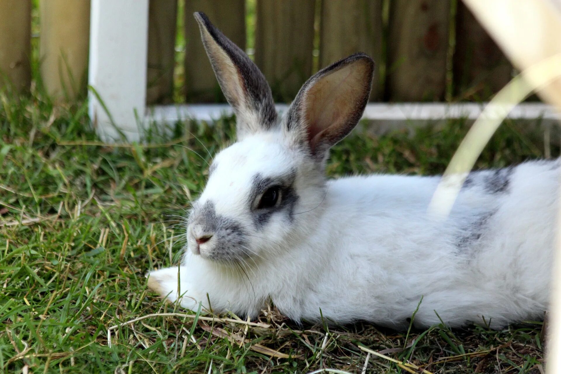 Кролик картинка. Кролик домашний. Домашние зайцы. Домашний ролик. Белый кролик домашний.