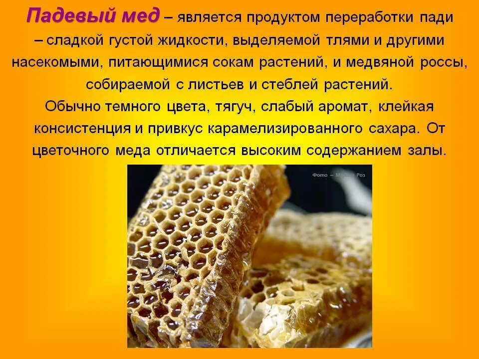 Что такое падевый мед. Падевый мед. Цветочный и падевый мед. Падевый мед в сотах. Пчелы падевый мед.