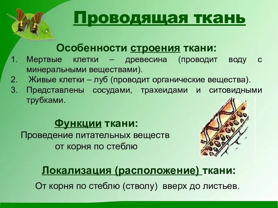 Проводящую функцию выполняет