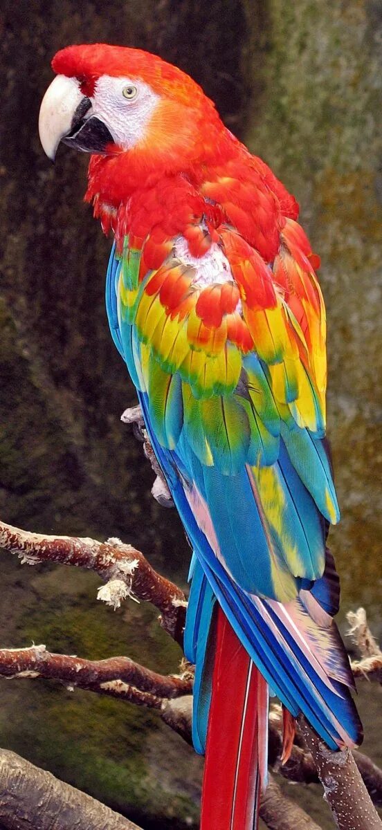 Разноцветное какаду. Попугай ара и Какаду. Попугай Какаду цветной. Какаду ара разноцветный попугай. Фиолетовый попугай Какаду.
