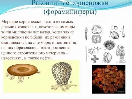Раковинная амеба фораминиферы