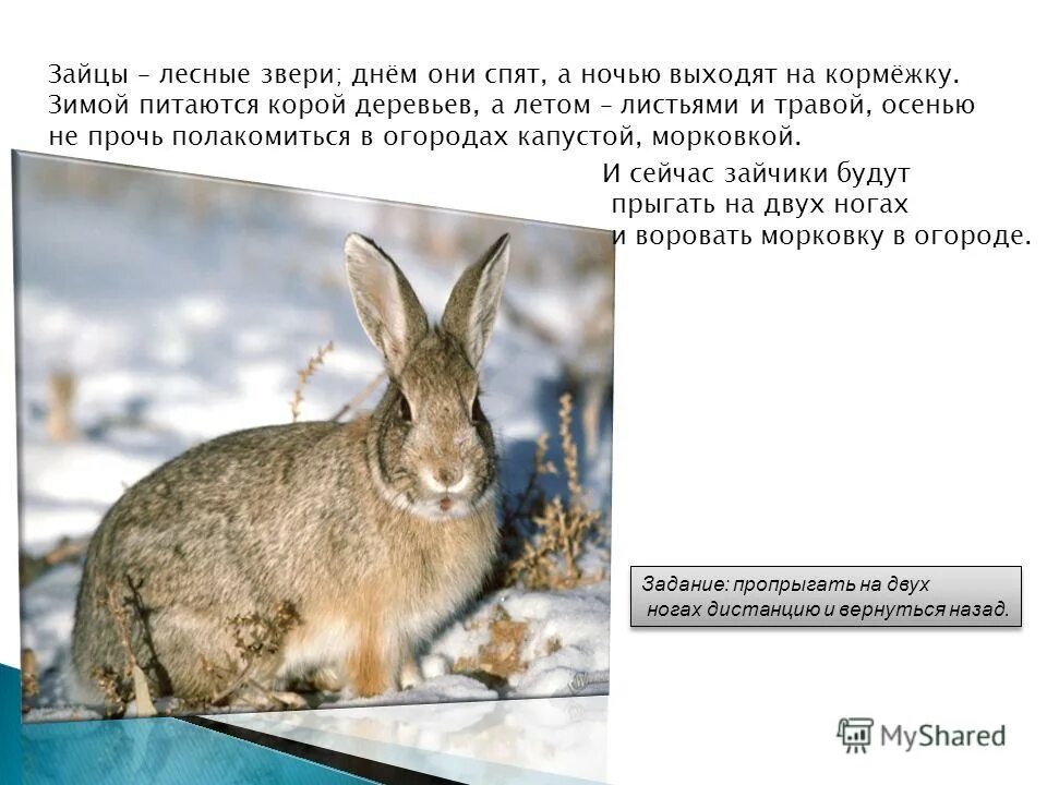 Чем питается заяц зимой. Зайцы объели кору. Заяц беляк ест. Заяц кормится корой деревьев. Заяц беляк камчатка.