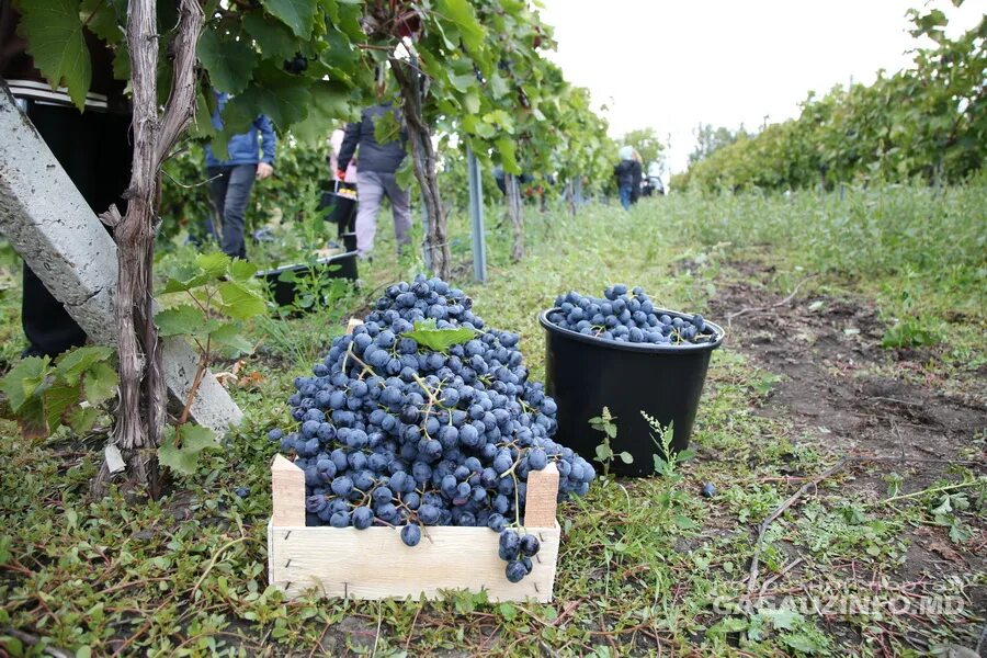 10 килограмм винограда. Молдова вино урожай 20. 1 Кг винограда. Граппа Молдова урожай 2021. Молдавия,урожай,2023,сборщики,бабло.