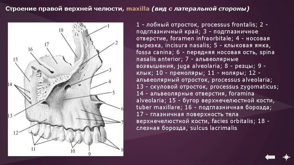 Отросток верхней челюсти латынь. Альвеолярные бугры верхней челюсти. строение верхнечелюстной кости. надкостница верхней челюсти анатомия. раковины гребень верхней челюсти.