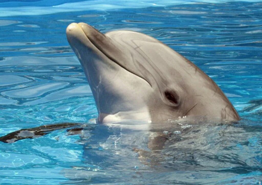 Песню умирающий дельфин. Дельфін. Фото дельфина с тюльпаном.