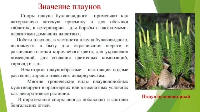 Значение папоротников в жизни природы. Плаун булавовидный среда обитания. Высшие споровые растения плауны. Сообщение о плаунах. Представители высших споровых растений.