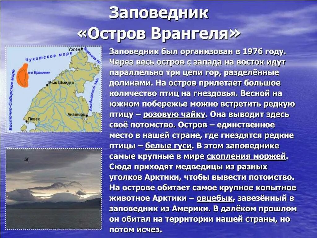 В каком архипелаге после описываемых событий. Проект заповедник остров Врангеля. Зона арктических пустынь заповедник остров Врангеля. Остров Врангеля доклад. Заповедник остров Врангеля краткое описание.