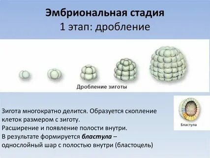 Зигота это многоклеточный зародыш