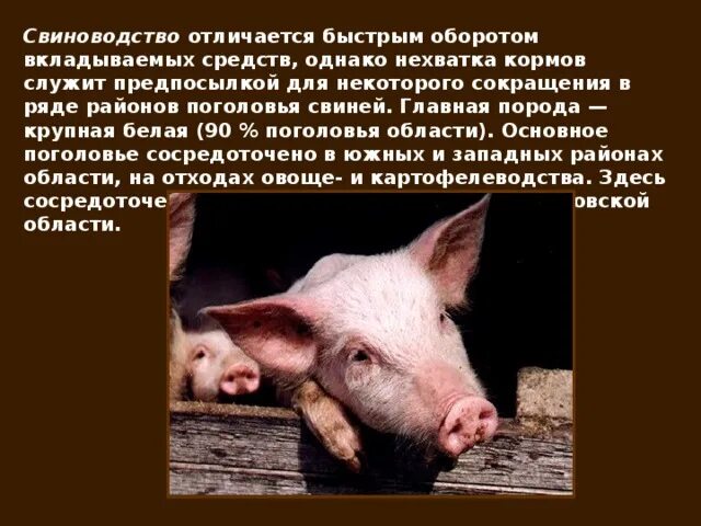 Сообщение о свиноводстве. Презентация на тему свиноводство. информация о свиноводстве. проект про свиноводство.