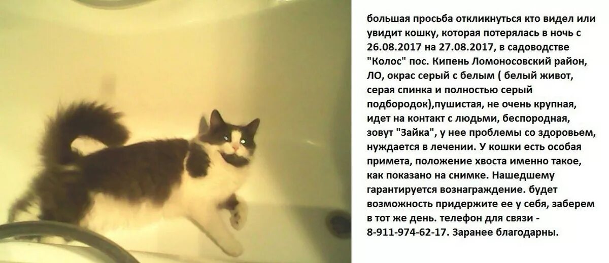 К чему снятся коты во сне мужчине. Приснился пропавший кот. Пропал котенок. Что снится кошкам. Приснилось что потерялся кот.