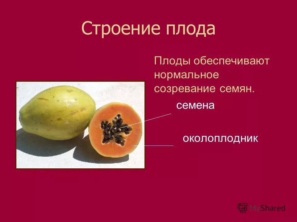 Особенности околоплодника. Строение плода. Строение плода банана. Строение плода баклажана. Функции околоплодника.