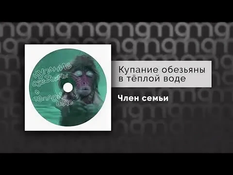 Купание обезьяны в теплой воде рингтон. Купание обезьяны в теплой воде рингтон