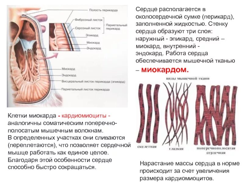 Строение перикарда анатомия. Связки перикарда анатомия. Висцеральный и париетальный листок перикарда. Сердце образовано клетками