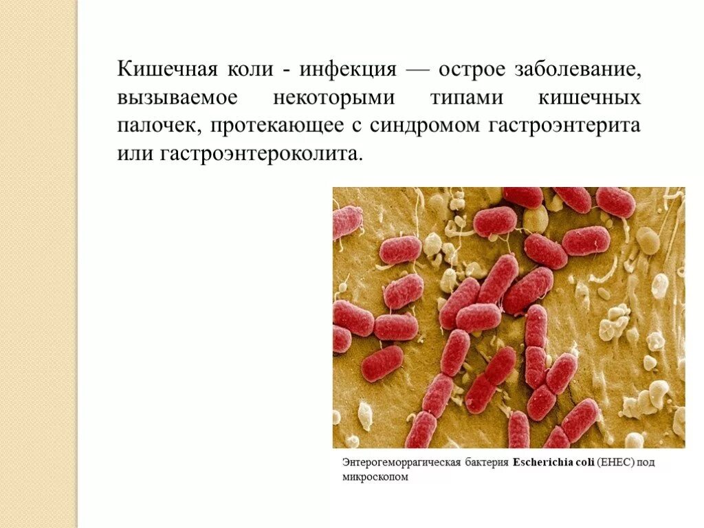 Кишечная палочка вызывает заболевания. Возбудители кишечных инфекций эшерихии. Кишечная инфекция эшерихиоз коли. Кишечная палочка возбудитель инфекции?. Заболевания вызываемые кишечной палочкой.