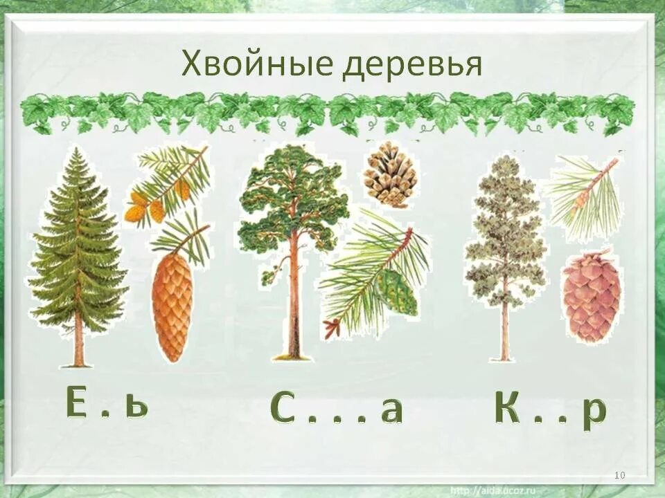 Конспект хвойные. Лиственные и хвойные растения 1 класс задания. Лиственные и хвойные деревья для дошкольников. Хвойные и лиственные деревья задания для дошкольников. Хвойные и лиственные деревья названия.