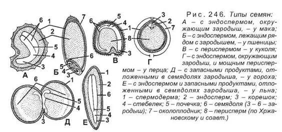 Типы семян. Семена двудольных растений с эндоспермом. Типы семен. Глубокий покой семян. Строение семян запасающая ткань.
