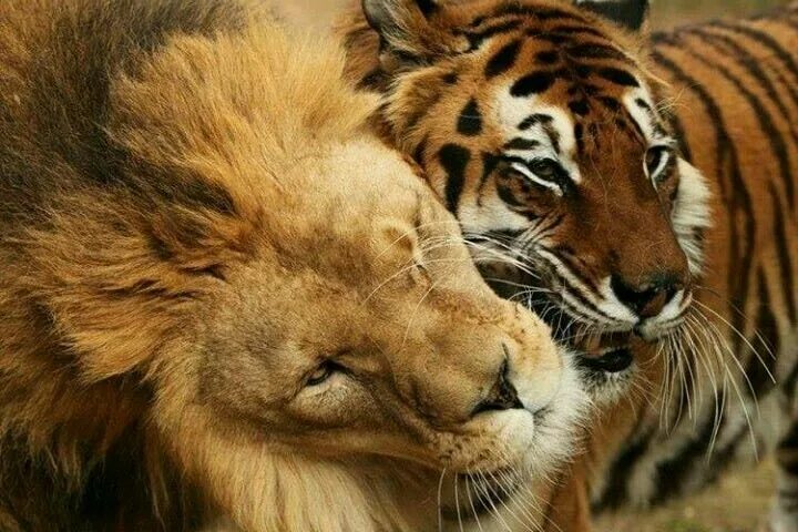 Lion & Tigers ...oh my Hewan, Gambar hewan, Singa