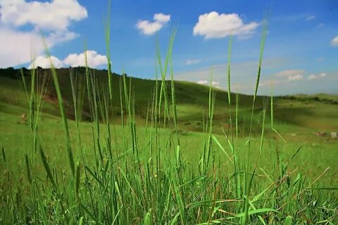 Дикая пшеница