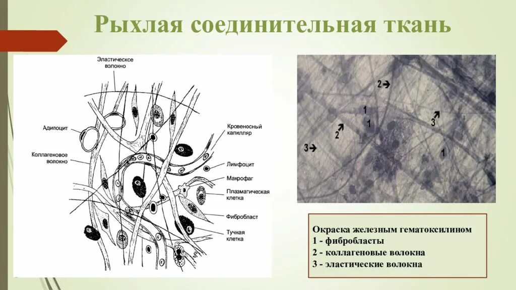 Виды плотной волокнистой ткани
