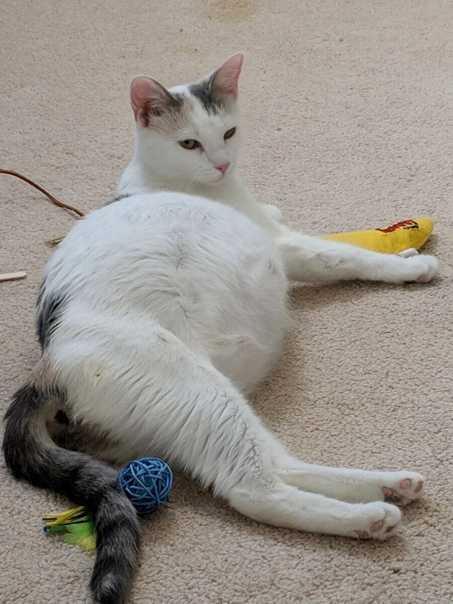 Сон беременной котенок