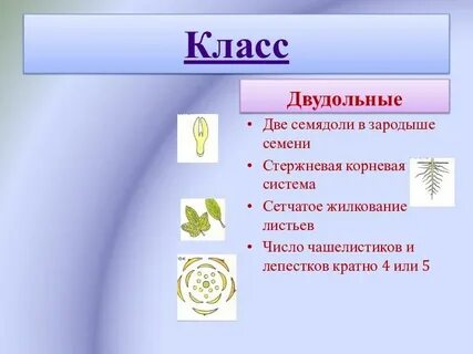 Количество лепестков кратно 3