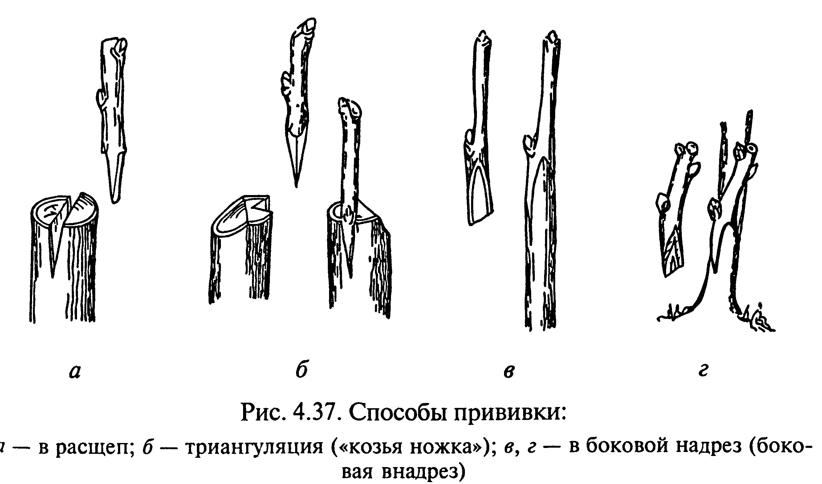 Размножение акации черенками. Размножение прививкой. почка глазком окулировка селекция.
