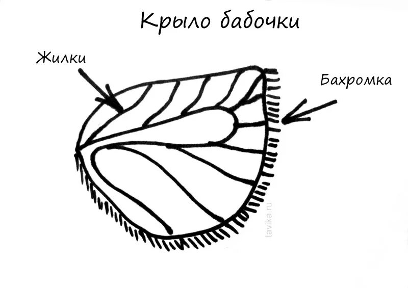 Оборудования для исследования строения крыла бабочки. Строение чешуйки бабочки. Строение крыльев бабочки чешуйки. Схема строения крыла бабочки. Строение крыла бабочки жилки.