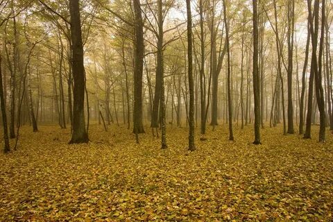 Буковая роща