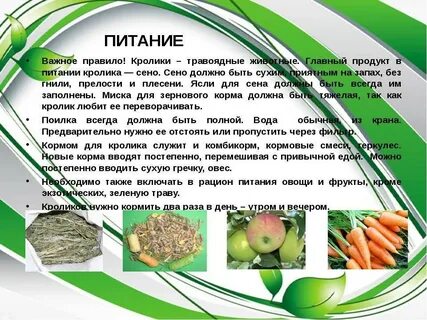 Можно кроликам давать тыкву в сыром виде