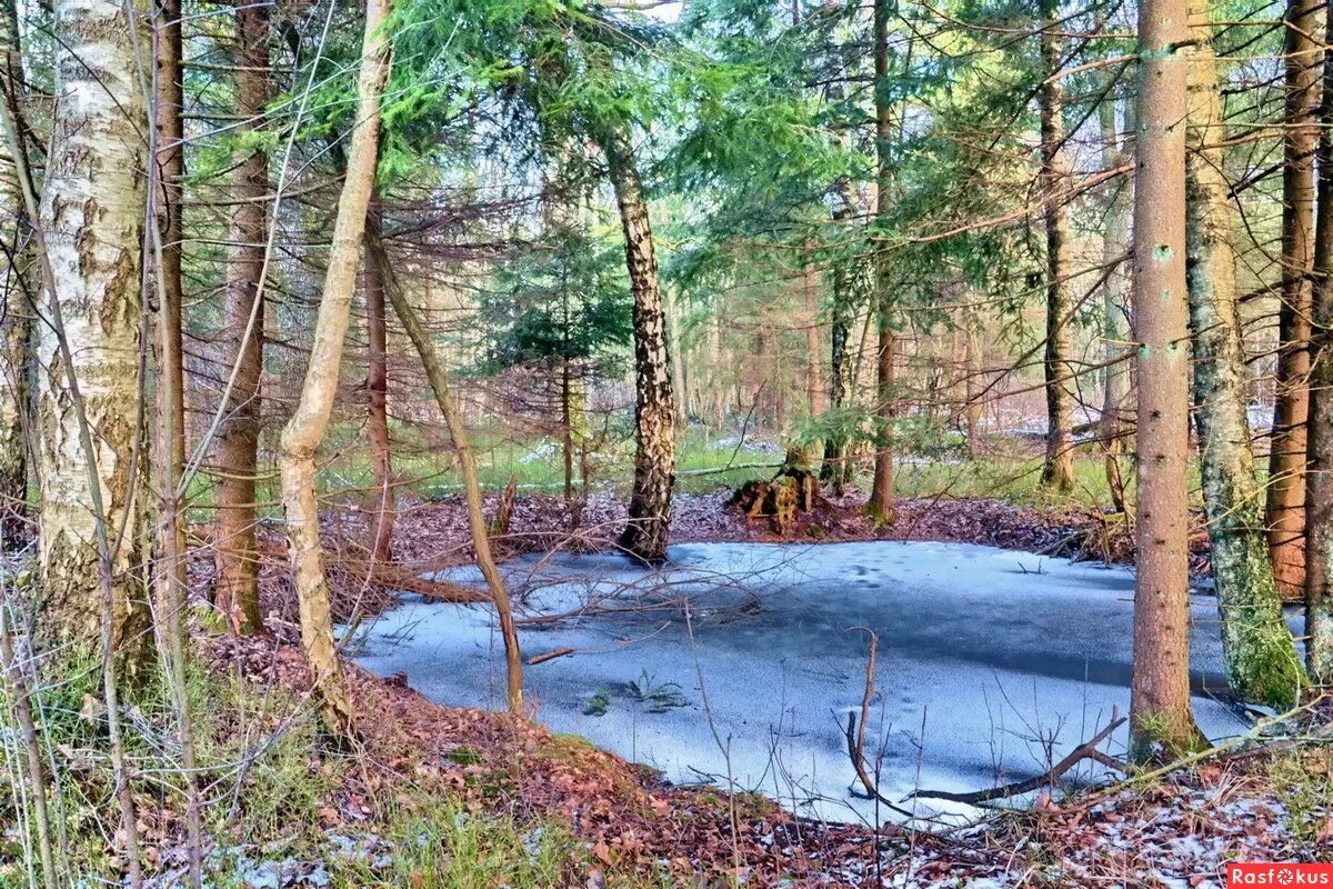 лес в воронке. воронка в лесу. воронки карст. карстовое озеро в лесу. воронка в лесу.
