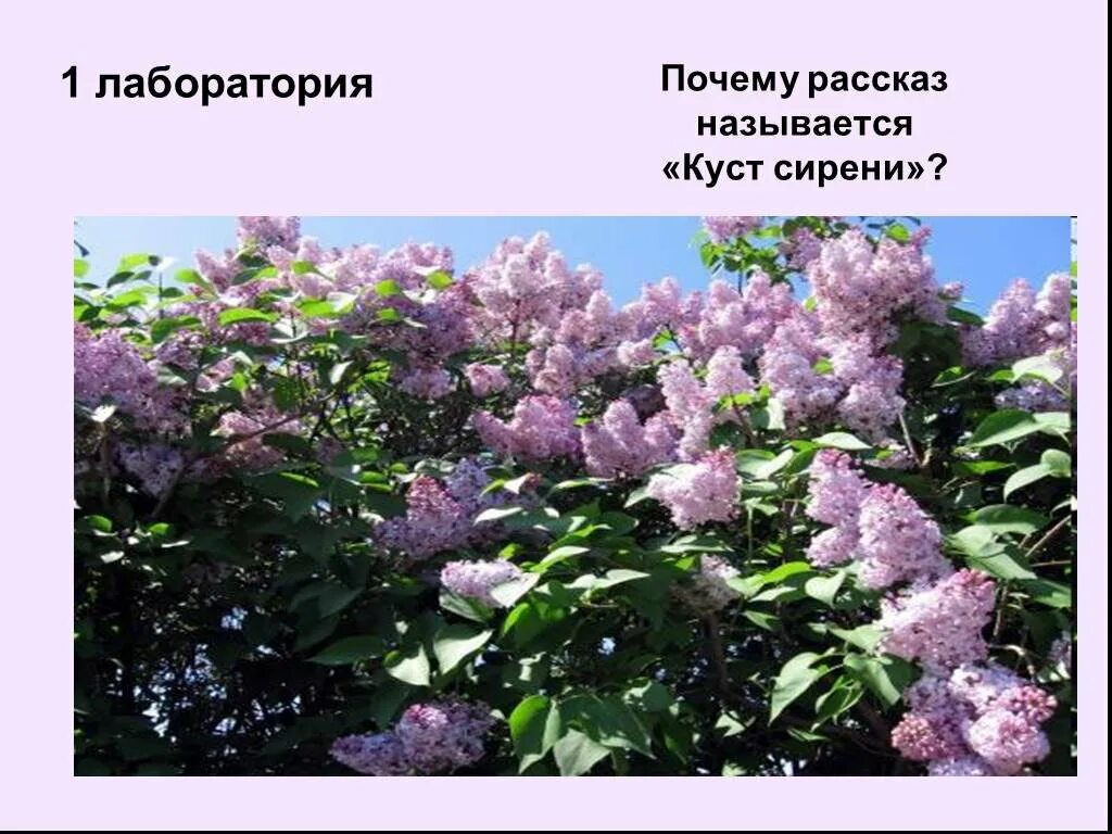 Зачем есть сирень. Соцветие метелка сирень. Зачем есть сирень. Детские стихи про сирень. Зачем есть сирень.