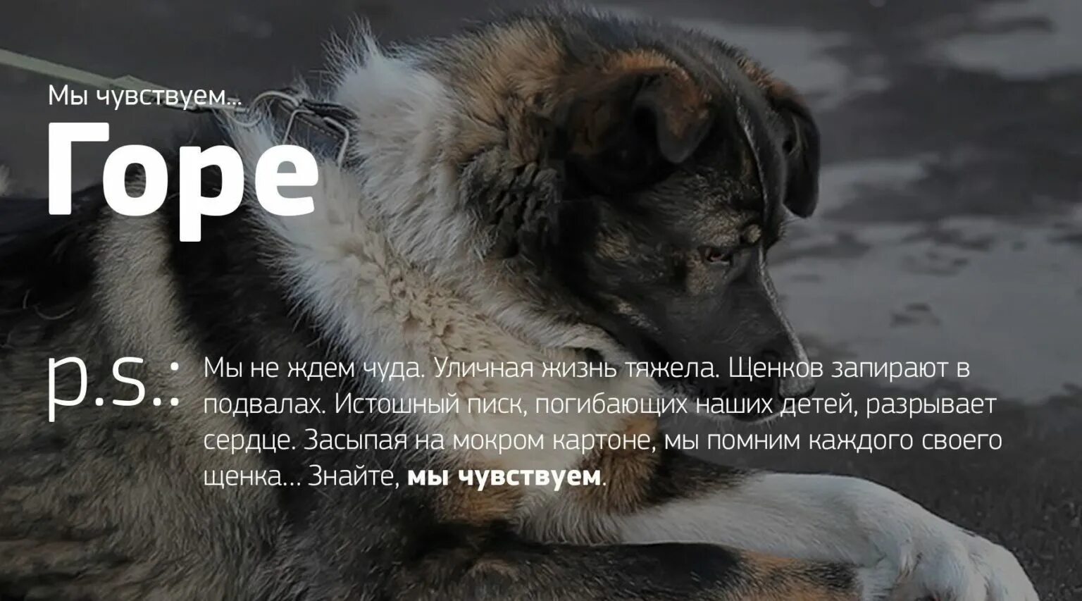 Собака ушла из жизни