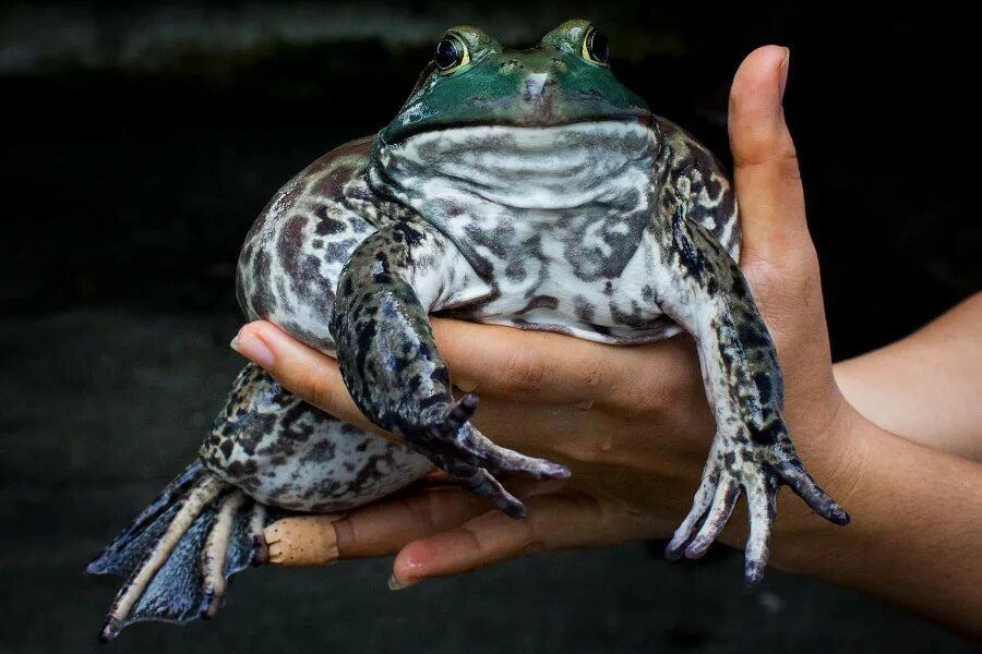 Можно лягушка. Африканская жаба водонос. Лягушка водонос зубы. Гигантская лягушка-бык. Лягушка бык водонос съедобная.