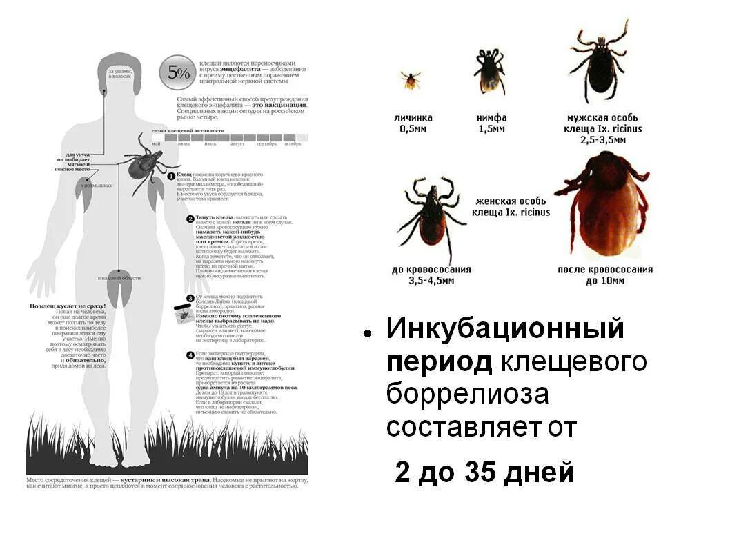 Клещевой боррелиоз периоды болезни. Клещи клещевой энцефалит. Клещевой боррелиоз цикл развития. Инкубационный период укуса энцефалитного клеща. Признаки энцефалита после